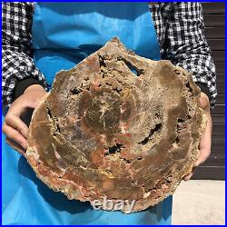 9.63LB Natural Petrified Wood Fossil Crystal Polished Slices Healing HH16