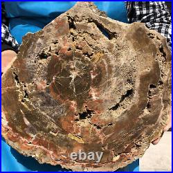 9.63LB Natural Petrified Wood Fossil Crystal Polished Slices Healing HH16