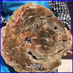 9.63LB Natural Petrified Wood Fossil Crystal Polished Slices Healing HH16