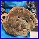 9_63LB_Natural_Petrified_Wood_Slice_Real_Authentic_Piece_History_Fossil_16_01_ki