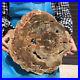 9_63LB_Natural_Petrified_Wood_Slice_Real_Authentic_Piece_History_Fossil_2589_01_yiug