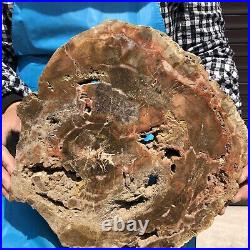 9.63LB Natural petrified wood fossil crystal polished slice Madagascar 16