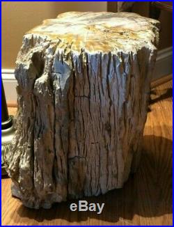 AMAZING Petrified Tree Stump Large 15 Tall x 14. Across Museum Quality