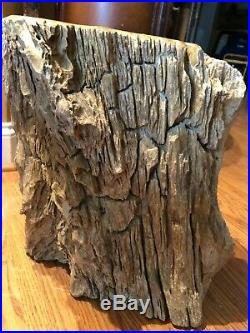 AMAZING Petrified Tree Stump Large 15 Tall x 14. Across Museum Quality