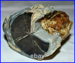 AMAZING Polished Petrified Agatized Wood Limb Casting W Calcite Wyoming, America