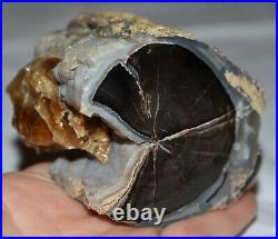 AMAZING Polished Petrified Agatized Wood Limb Casting W Calcite Wyoming, America