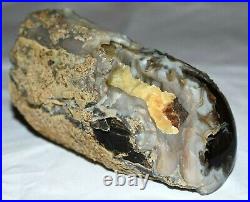 AMAZING! Polished Petrified Agatized Wood Limb With Calcite! Southwestern Wyoming