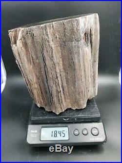 AMAZING Polished Petrified Wood! Great color and patterns. Over 18lbs. Lot # W-8
