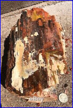 ARIZONA RAINBOW PETRIFIED WOOD BEAUTIFUL COLOR DOBELL 12.8lb nice Bark Log