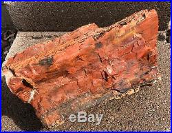ARIZONA RAINBOW PETRIFIED WOOD BEAUTIFUL COLOR DOBELL 14p 6oz log bark
