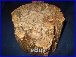 ARIZONA RAINBOW PETRIFIED WOOD NAZLINI Rare Fossil ROUGH Full ROUND BARK 11