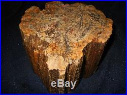 ARIZONA RAINBOW PETRIFIED WOOD NAZLINI Rare Fossil ROUGH Full ROUND BARK 11