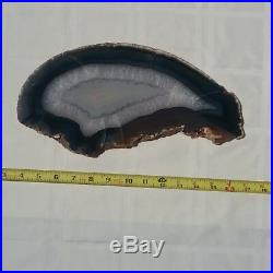 AWESOME petrified crystallized wood slab! The Beluga Whale! 13x6.5 inches