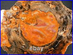 A HUGE! Colorful Cut and Polished Petrified Rainbow Wood Fossil Arizona 4864gr
