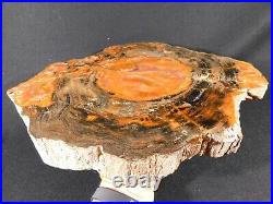A HUGE! Colorful Cut and Polished Petrified Rainbow Wood Fossil Arizona 4864gr