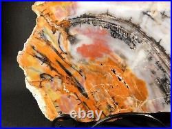 A HUGE! Colorful Polished Petrified Rainbow Wood Fossil Arizona 12808gr
