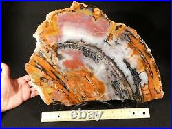 A HUGE! Colorful Polished Petrified Rainbow Wood Fossil Arizona 12808gr