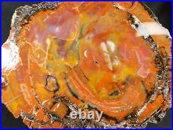 A HUGE! Colorful Polished ROLLER Petrified Rainbow Wood Fossil Arizona 9270gr