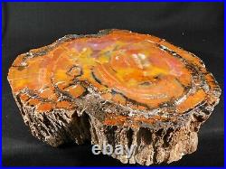 A HUGE! Colorful Polished ROLLER Petrified Rainbow Wood Fossil Arizona 9270gr