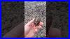 A_Stunning_Piece_Of_Petrified_Wood_Petrifiedwood_Geology_Stemtok_01_id