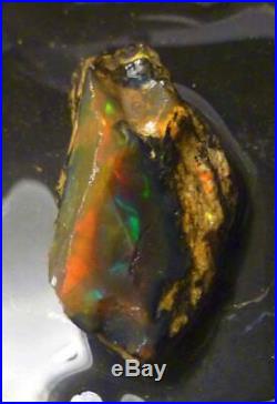 A+ Virgin Valley Precious Black Opal Petrified Wood Log Nevada 59.4 carats