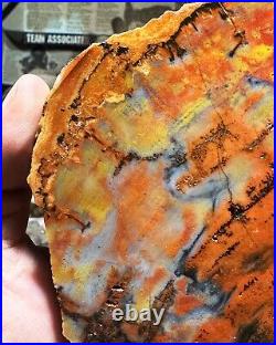 Agatized Cathedral Valley Utah hxtled petrified wood end cut