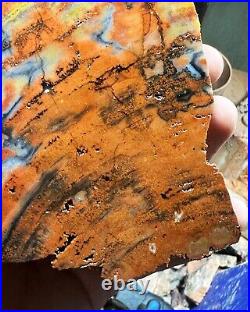 Agatized Cathedral Valley Utah hxtled petrified wood end cut