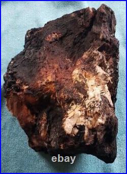 Agatized Opalized Petrified Oregon Fire-scorched Driftwood