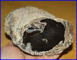 Agatized Petrified Polished Wood Limb Growth Rings 2 lbs 15 oz Found Wyoming
