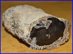 Agatized Petrified Polished Wood Limb Growth Rings 2 lbs 15 oz Found Wyoming