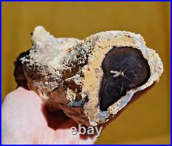 Agatized Petrified Wood Trunk Two Limbs 2LB 8oz Gosiute Lake Formation, Wyoming