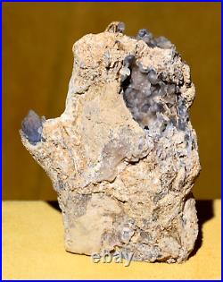 Agatized Petrified Wood Trunk Two Limbs 2LB 8oz Gosiute Lake Formation, Wyoming