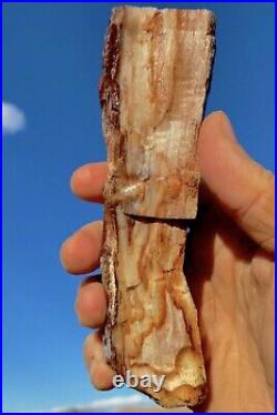 Agatized Silicated Limb Cast Petrified Wood Beautiful Best Quality Rare Best