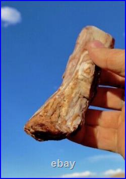 Agatized Silicated Limb Cast Petrified Wood Beautiful Best Quality Rare Best