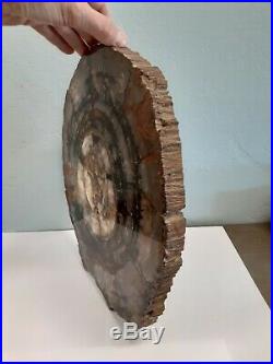 Amazing ARIZONA Petrified Wood Slab (13x11) Thick Cut 1 Polished+++