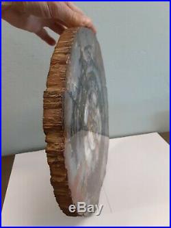Amazing ARIZONA Petrified Wood Slab (13x11) Thick Cut 1 Polished+++