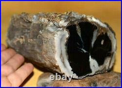 Amazing Large Agatized Petrified Polished Wood Limb Found Southwestern Wyoming