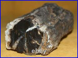 Amazing Large Agatized Petrified Polished Wood Limb Found Southwestern Wyoming