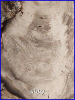Amazing RARE Petrified Wood Specimen Slab Gingko State Park Vantage Washington