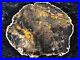 American_Polished_Madagascar_Petrified_Wood_Araucaria_Conifer_Triassic_7_25x6_01_wtiu