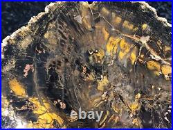 American Polished Madagascar Petrified Wood Araucaria Conifer Triassic 7.25x6