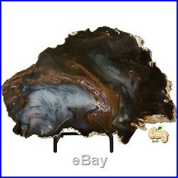 Amysave Rare Hubbard BASIN Petrified Wood End Cut 1 lb 9 Oz Nevada Polished