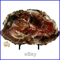 Amysave SALE now! Great Circle Cliffs Petrified Wood Slab from Utah 1 lb 2 Oz