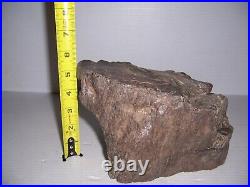 Ancient Petrified Tempskya Extinct Tree Fern Idaho Fossil 15 lbs 10oz