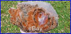 Araucaria Conifer Holbrook Arizona Rainbow Petrified wood u. V. Reactive