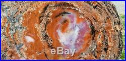 Araucaria Conifer Holbrook Arizona Rainbow Petrified wood u. V. Reactive