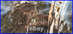Araucaria Conifer Petrified Wood Slab Utah Polished with agate & quartz crystals