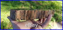 Araucaria Conifer Polished Petrified Wood Slab Southern Utah