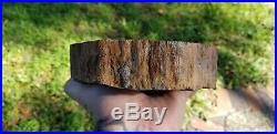 Araucaria Conifer Polished Petrified Wood Slab Southern Utah