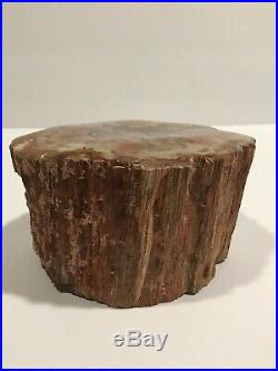 Araucarioxylon Petrified Wood Large Round Log Polished 7 Pounds